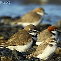 Double-banded Plover in full colour チャオビチドリ (Red-capped Plovers on the right)<br />Canon EOS 7DMK2 + EF300 F2.8L III + EF1.4xII